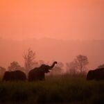 banner Wildlife Photography
