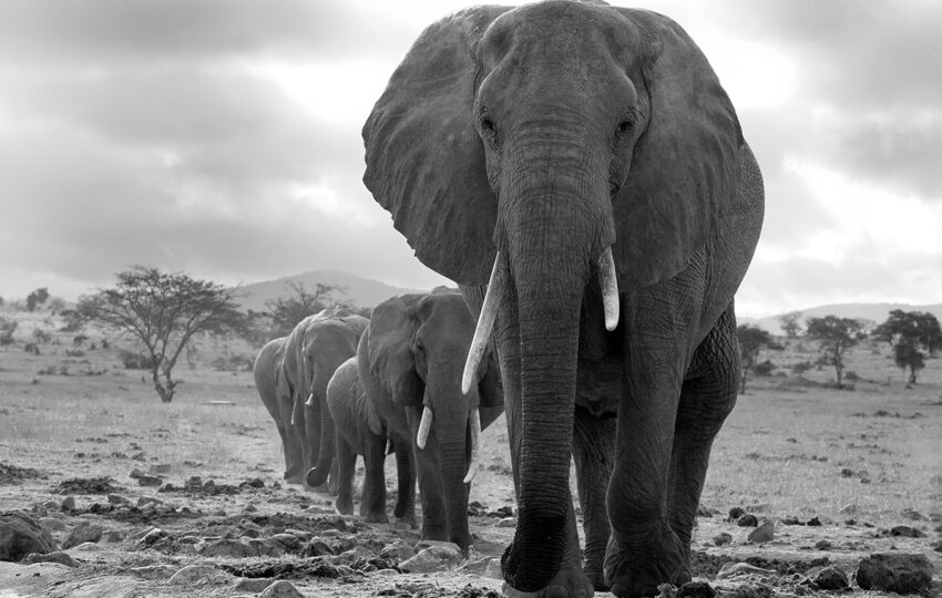 tsavo-east-and-tsavo-west