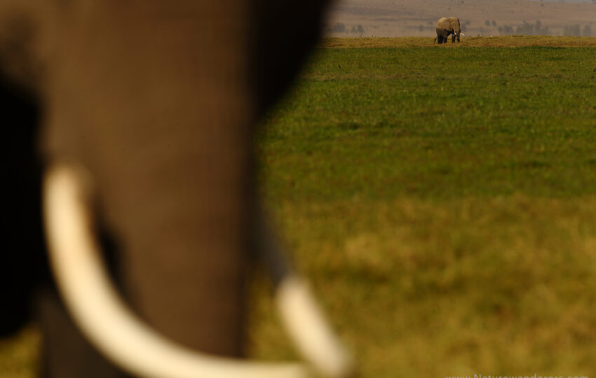 tsavo-east-and-tsavo-west