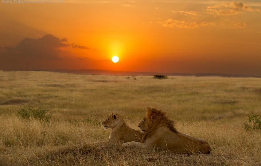 tsavo-east-and-tsavo-west