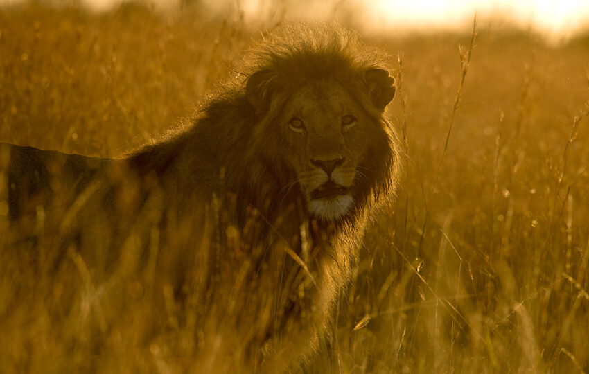 tsavo-east-and-tsavo-west