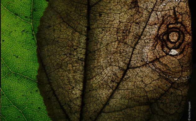 Wild Clicks 2 WildClicks 01