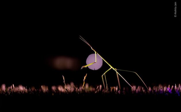 Wild Clicks 5 WildClicks 04