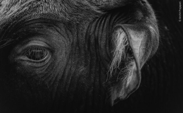 Wild Clicks 7 WildClicks 06