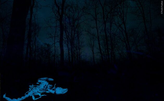 Wild Clicks 8 WildClicks 07