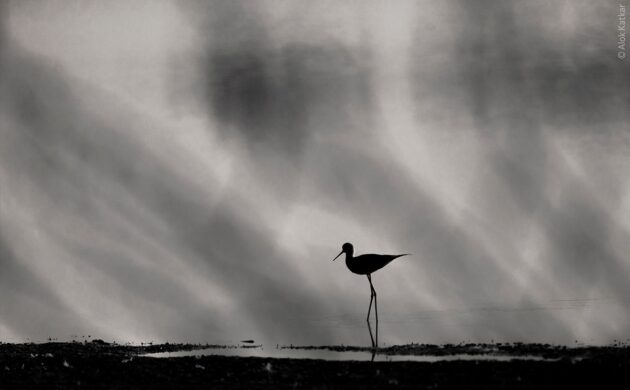 Wild Clicks 9 WildClicks 08