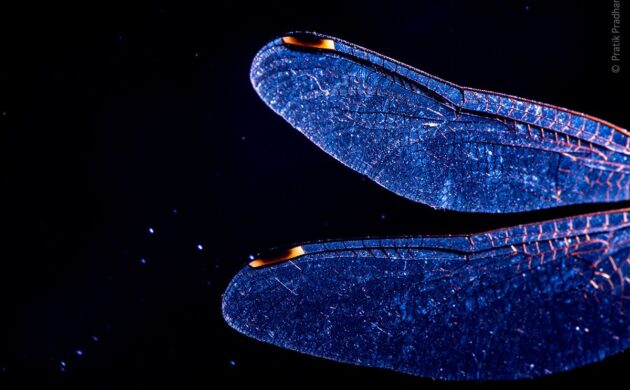 Wild Clicks 10 WildClicks 09