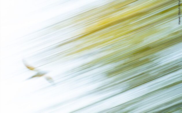 Wild Clicks 11 WildClicks 10