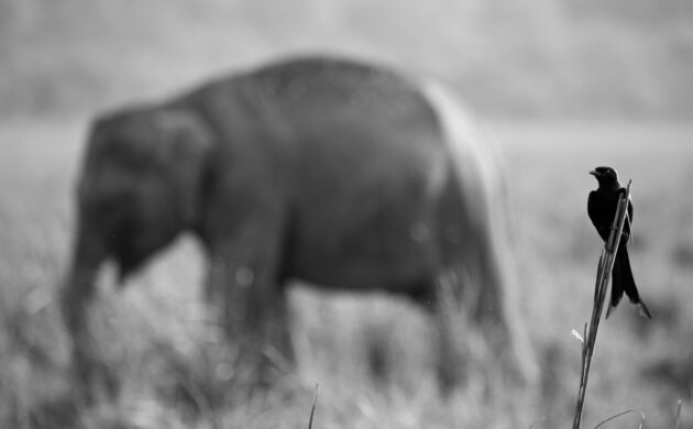 Wild Clicks 13 WildClicks 12